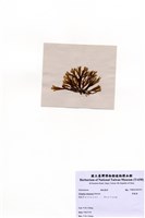 藏品(厚緣藻)的圖片